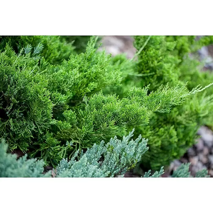 Piardino Koniferen-Mix Bodendeckend - Coniferales, Topfgröße: 13 cm - Detailaufnahme