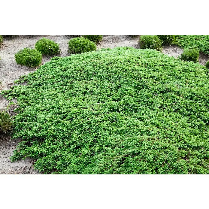 Piardino Koniferen-Mix Bodendeckend - Coniferales, Topfgröße: 13 cm - Nahaufnahme eines üppigen, grünen Teppichs aus Bodendeckerpflanzen, der sich im Garten ausbreitet. Kleine, runde Büsche ergänzen die Textur.