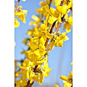 Forsythia 21 Week End gelb Blueten