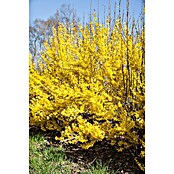 Forsythia 21 Week End gelb Blueten