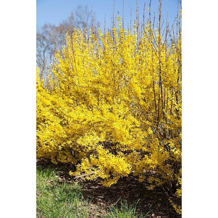 Piardino ForsythieForsythia spectabilis, Topfgröße: 21 cm, Gelb Detail Shot