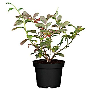 Piardino Heidelbeere 'Bluecrop' (Vaccinium corymbosum, Erntezeit: Juli)