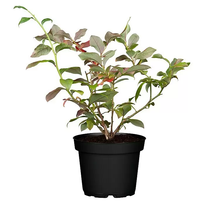 Piardino Heidelbeere - Vaccinium corymbosum 'Bluecrop', Erntezeit: Juli - Vorderansicht