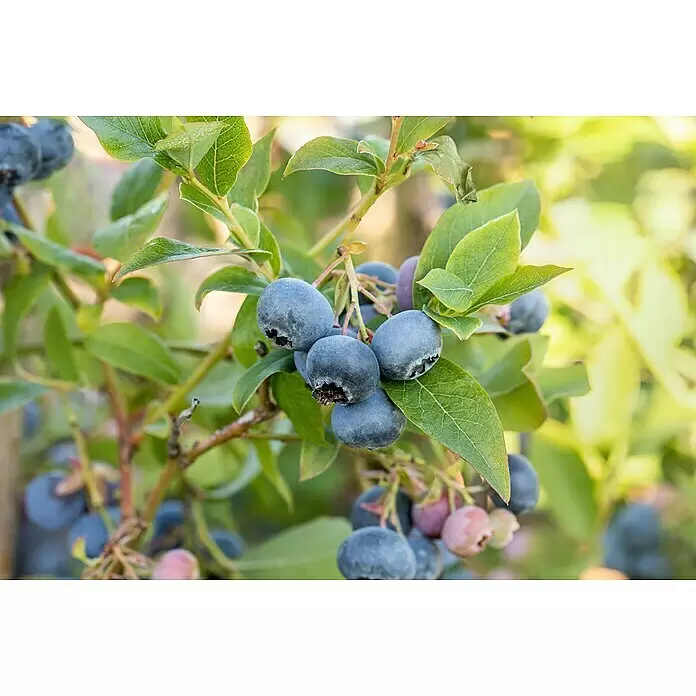 Piardino Heidelbeere - Vaccinium corymbosum 'Bluecrop', Erntezeit: Juli - Detailaufnahme