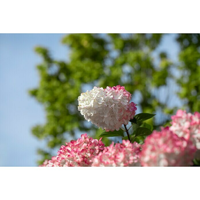 Piardino Rispen-HortensieHydrangea paniculata 'Vanille Fraise'®, Weiß/Rosa Detail Shot