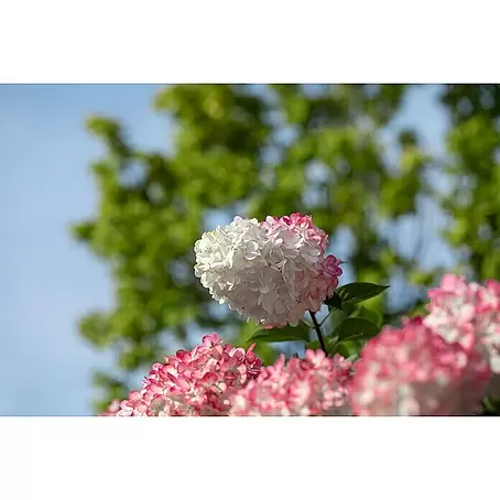 Piardino  Rispen-Hortensie