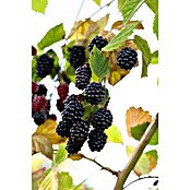 Rubus frutic. Tripple Crown 17 Tripple C