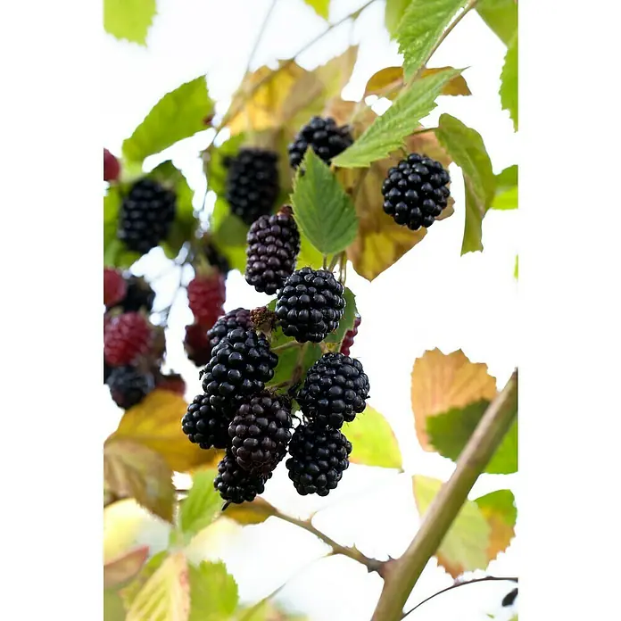 Piardino Brombeere - Rubus fruticosus 'Triple Crown', Topfgröße: 17 cm, Erntezeit: August - Nahaufnahme von reifen Brombeeren an einem Zweig, die ihre saftige, dunkle Farbe und Textur zeigen.