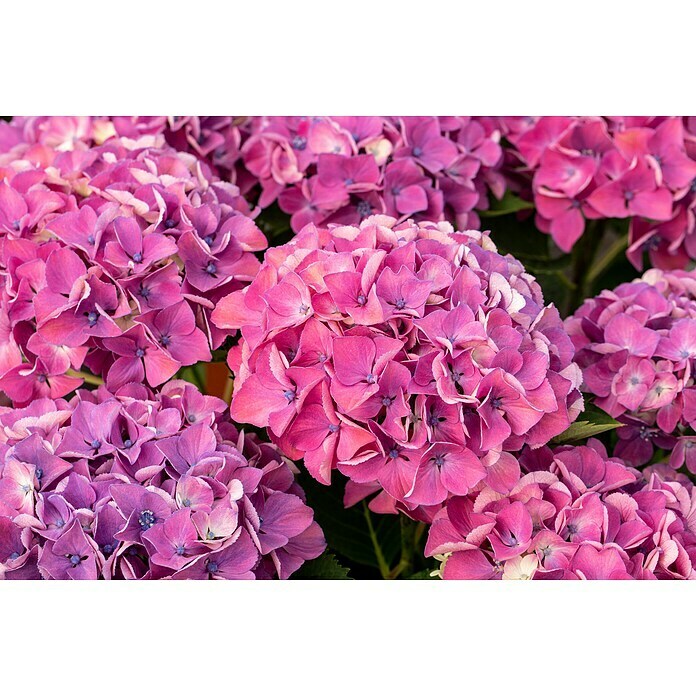 Piardino BauernhortensieHydrangea macrophylla, Topfgröße: 23 cm Detail Shot