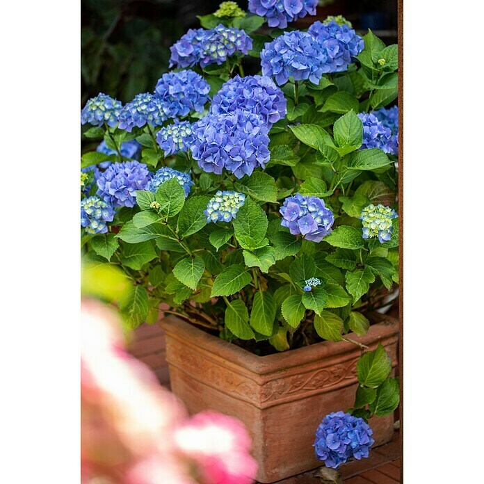 Piardino BauernhortensieHydrangea macrophylla, Topfgröße: 23 cm Detail Shot