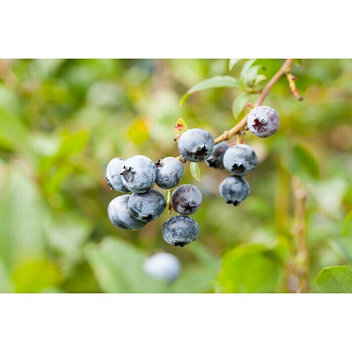 Vaccinium corymbosum17 Elisabeth mit ro