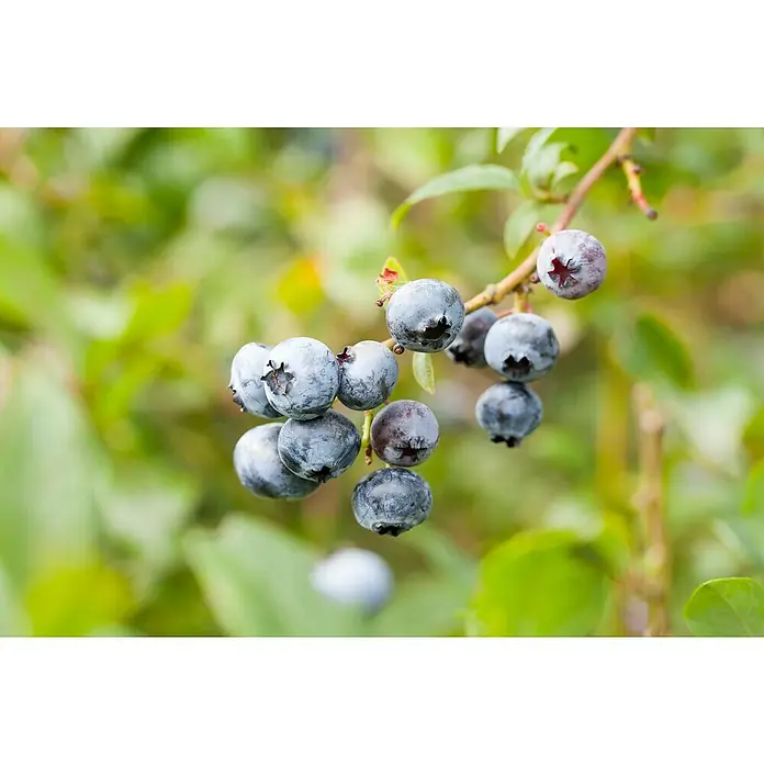 Piardino Heidelbeere - Vaccinium corymbosum 'Elisabeth', Erntezeit: August - Nahaufnahme von reifen Blaubeeren am Strauch, die durch ihre bläuliche Farbe und den leichten weißen Belag hervorstechen.