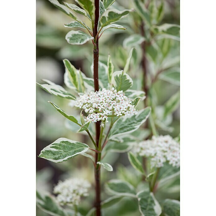 Piardino HartriegelCornus alba 'Elegantissima', Weiß Detail Shot