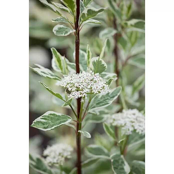 Piardino HartriegelCornus alba 'Elegantissima', Weiß