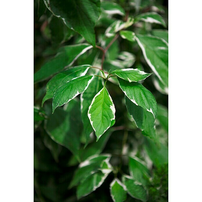 Piardino HartriegelCornus alba 'Elegantissima', Weiß Detail Shot