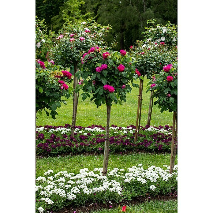 Rosa hybride 5 in Sorten