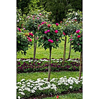 Piardino Rosenstämmchen (Rosa Hybride, Rot)