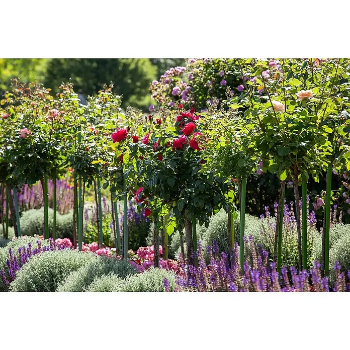 Piardino Rosenstämmchen - Rosa Hybride, Sortenabhängig - Eine Reihe von Rosenbäumen mit roten und rosa Blüten in einem Garten mit Lavendel und anderen Blumen. Die Bäume sind mit grünen Stützpfählen versehen.