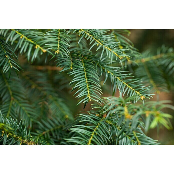 Piardino Heimische EibeTaxus baccata, Grün/Gelb Detail Shot