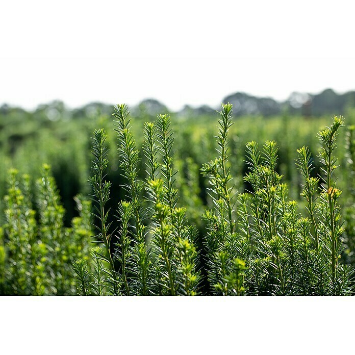 Piardino Heimische EibeTaxus baccata 'Rising Star', Topfgröße: 23 cm Mood Shot