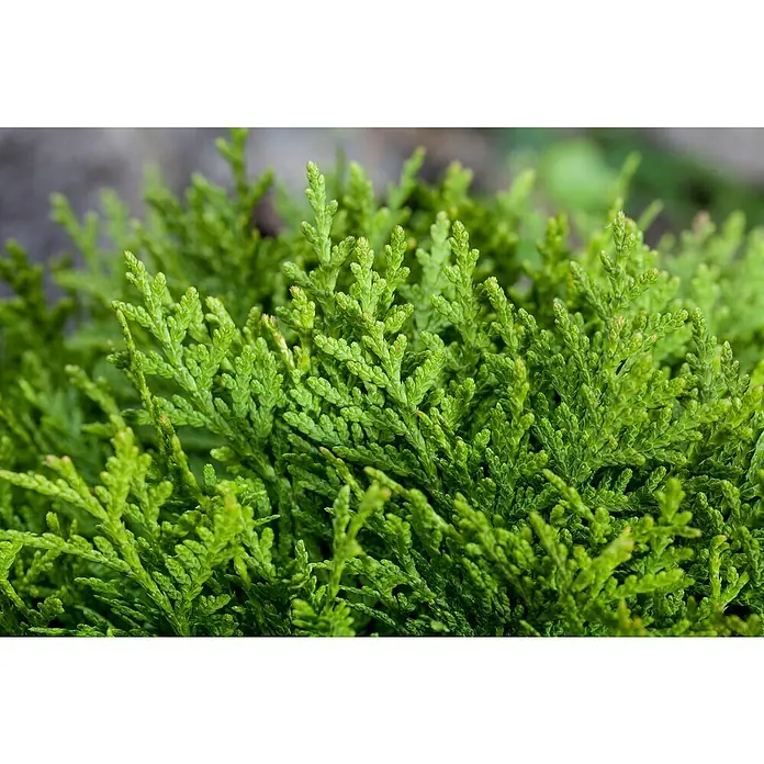 Piardino LebensbaumThuja occidentalis 'Smaragd', Topfgröße: 19 cm - Nahaufnahme einer grünen Zwergzypresse, die durch ihre dichten, schuppenartigen Blätter ein attraktives, buschiges Aussehen hat.