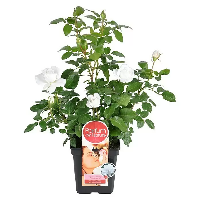 Piardino Edelrose - Rosa Hybride 'Annapurna ®', Weiß, Topfgröße: 19 cm - Vorderansicht