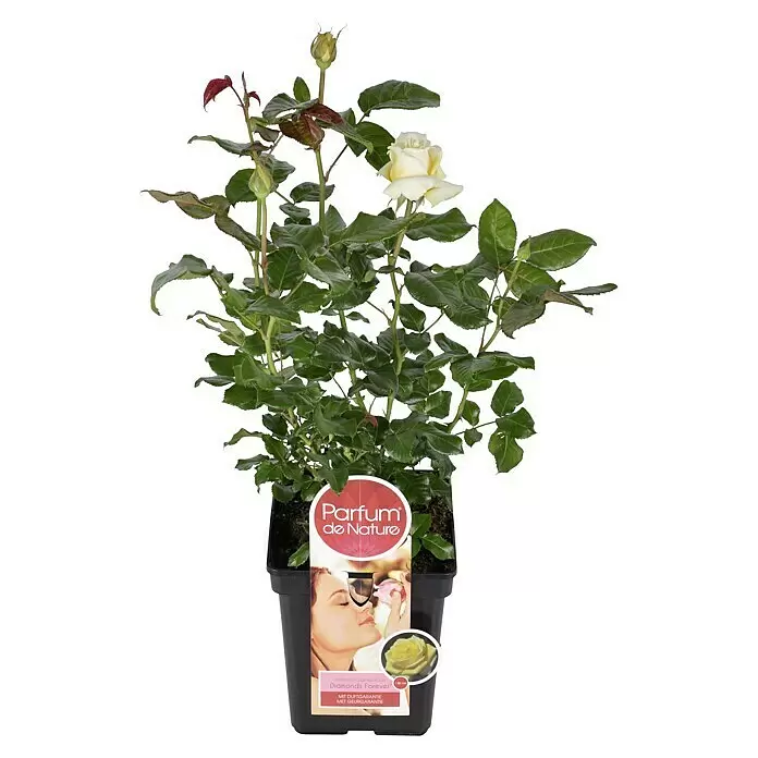 Piardino Edelrose - Rosa Hybride 'Diamonds Forever ®', Topfgröße: 19 cm, Gelb - Vorderansicht