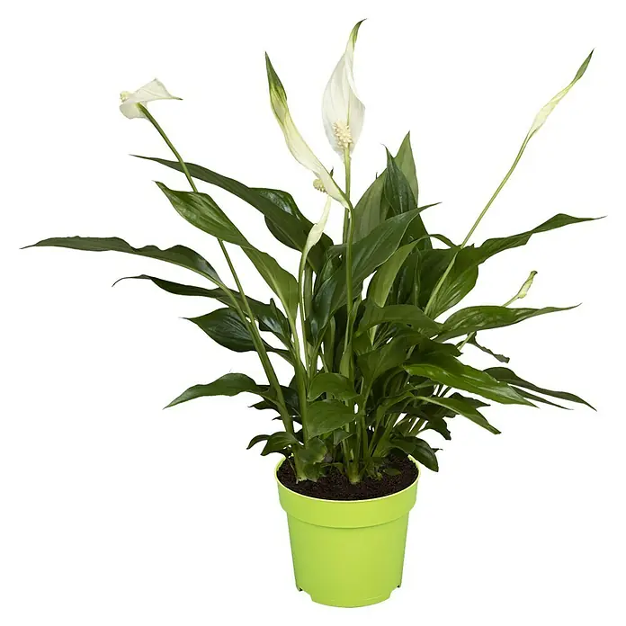 Piardino Einblatt - Spathiphyllum floribundum, Topfgröße: 21 cm - Zimmerpflanze Spathiphyllum in einem hellgrünen Topf mit eleganten weißen Blüten und glänzenden grünen Blättern auf schwarzem Hintergrund.