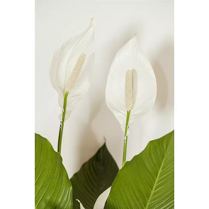 Piardino Einblatt - Spathiphyllum floribundum, Topfgröße: 21 cm - Detailaufnahme