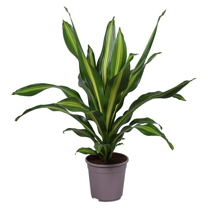 Piardino Drachenbaum (Dracaena fragrans, Topfgröße: 24 cm) | BAUHAUS