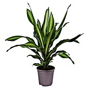 Piardino Drachenbaum (Dracaena fragrans, Topfgröße: 24 cm) | BAUHAUS