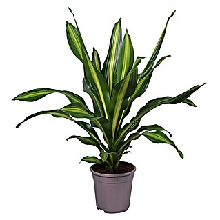 Piardino Drachenbaum (Dracaena fragrans, Topfgröße: 24 cm)