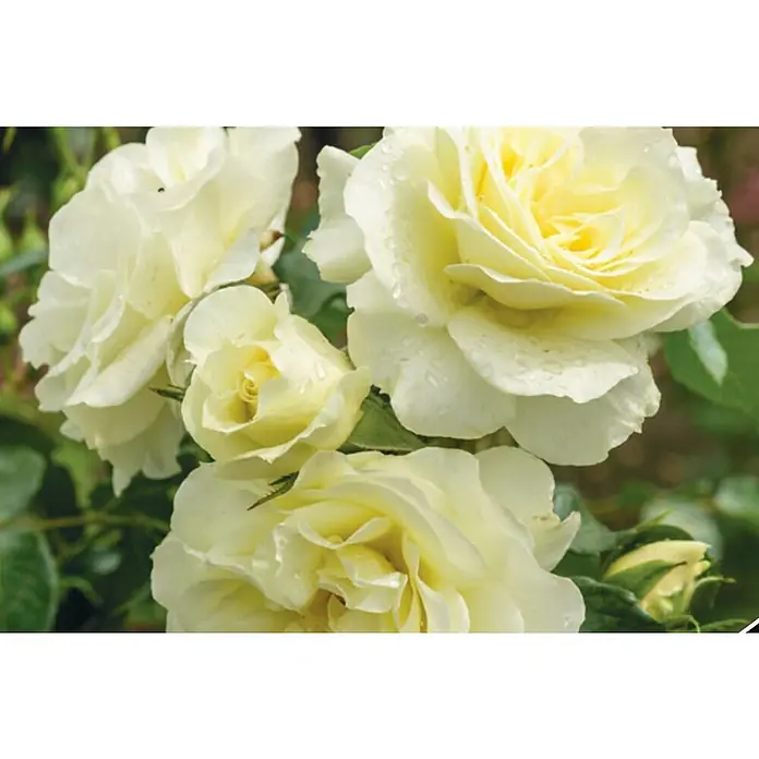 Piardino Beetrose - Rosa 'White Meilove'®, Weiß - Nahaufnahme von zarten, cremefarbenen Rosenblüten mit gelben Zentren, die Frische und Eleganz ausstrahlen. Perfekt als Blickfang im Garten oder als edle Dekoration.
