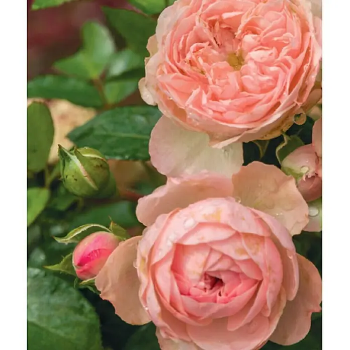 Piardino Beetrose - Rosa 'Pink Meilove'®, Pink - Nahaufnahme von duftenden, hellrosa Rosen mit Wassertropfen auf den Blütenblättern, die einen romantischen und frischen Eindruck vermitteln.