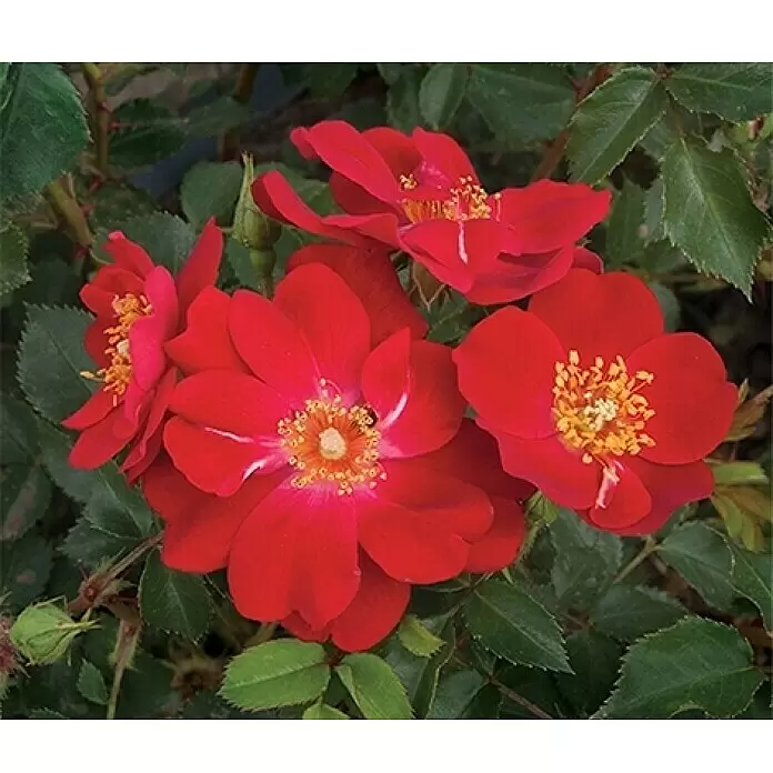 Piardino Beetrose - Rosa 'Mella'®, Topfgröße: 19 cm, Rosa - Detailaufnahme
