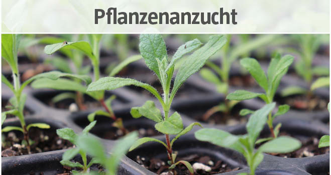 Pflanzenanzucht bei BAUHAUS