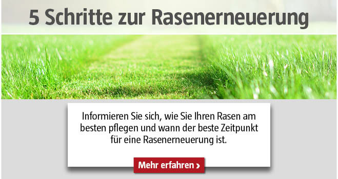 5 Schritte zur Rasenerneuerung
