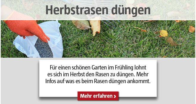 Herbstrasen düngen