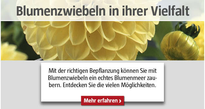 Blumenzwiebeln pflanzen