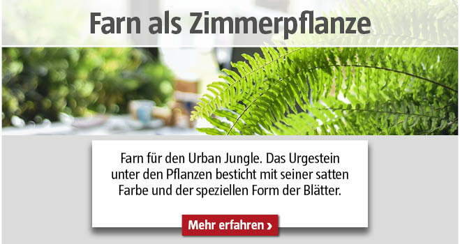Farn als Zimmerpflanze