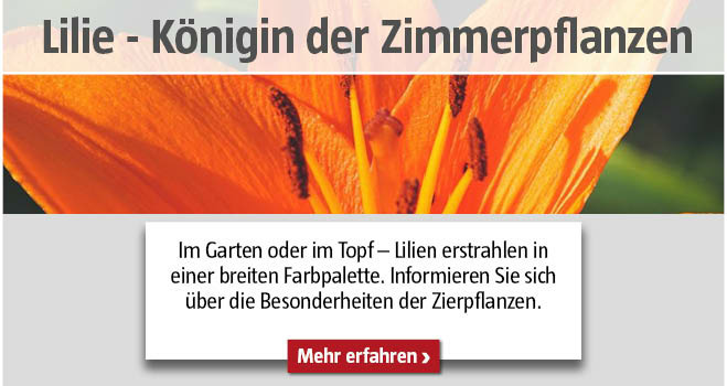 Lilien