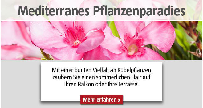 Mediterrane Pflanzen