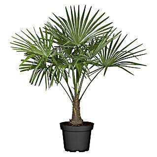 Piardino Trachycarpus (Trachycarpus fortunei, Volumen de la maceta: 30 l)