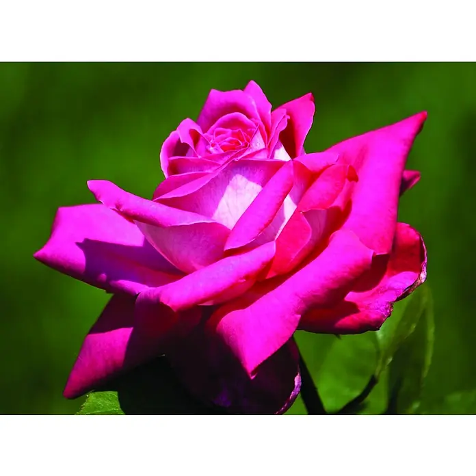 Piardino Strauchrose Parfum de Nature - Rosa Hybride, Topfvolumen: 5 l - Nahaufnahme einer leuchtend pinkfarbenen Rose mit zarten Blütenblättern und einem Hauch von Weiß im Herzen, vor einem verschwommenen grünen Hintergrund.