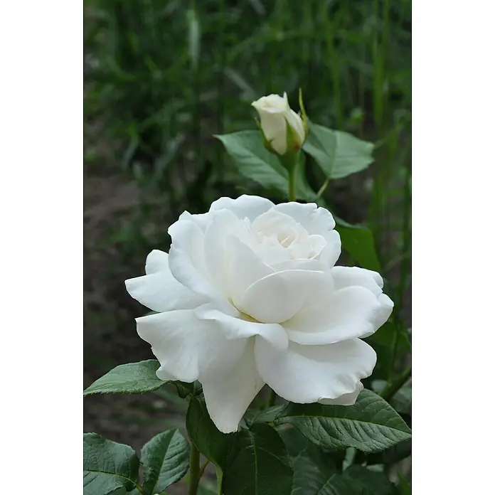 Piardino Strauchrose Parfum de NatureRosa Hybride, Topfvolumen: 5 l - Nahaufnahme einer strahlend weißen Rose mit zarten Blütenblättern und einer noch geschlossenen Knospe im Hintergrund.