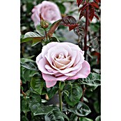Rosa hybride Lizenz Sonderfarben 3 Sonde