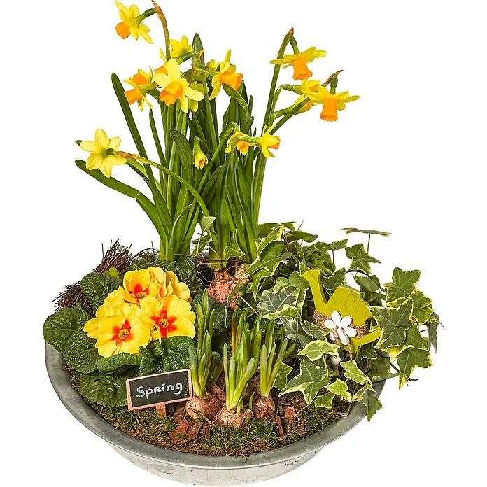 Piardino Garten-Arrangement Frühjahr - Farbig sortiert - Ein Arrangement mit Narzissen und Primeln in einem Zinktopf mit einem kleinen Schild "Frühling".