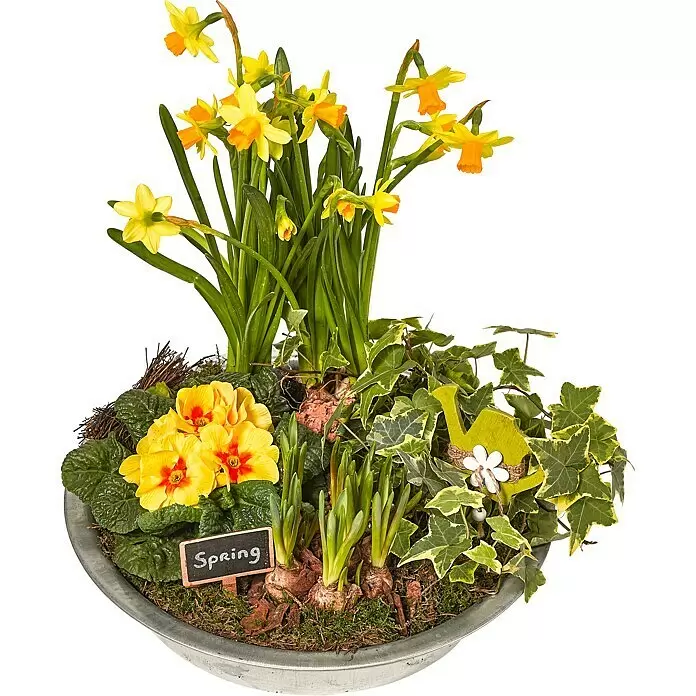 Piardino Garten-Arrangement FrühjahrFarbig sortiert