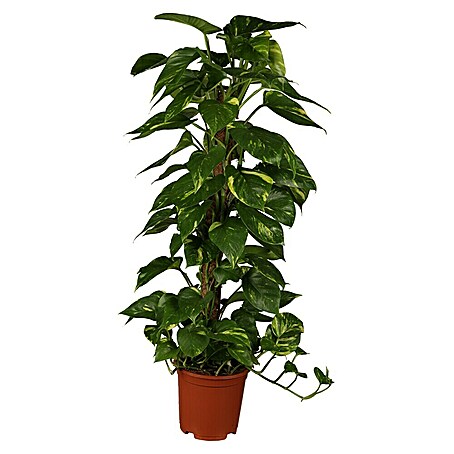 Piardino Efeutute (Epipremnum aureum, Topfgröße: 21 cm)
