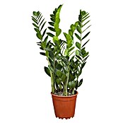 Zamioculcas zamiifolia 21